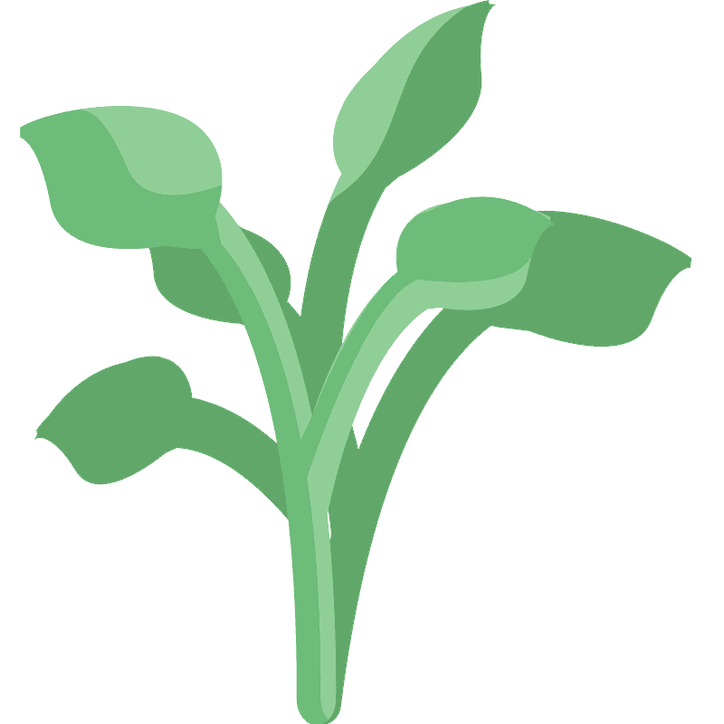 Herb
