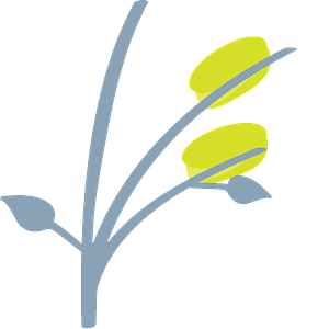 Sheaf of rice