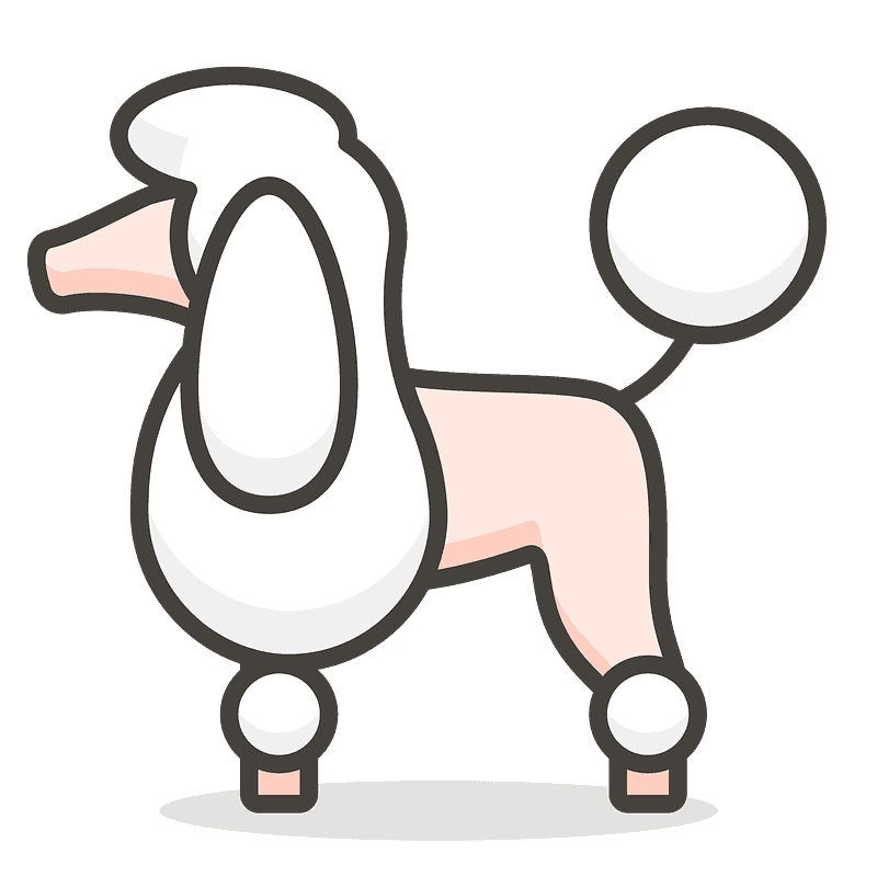Barboncino