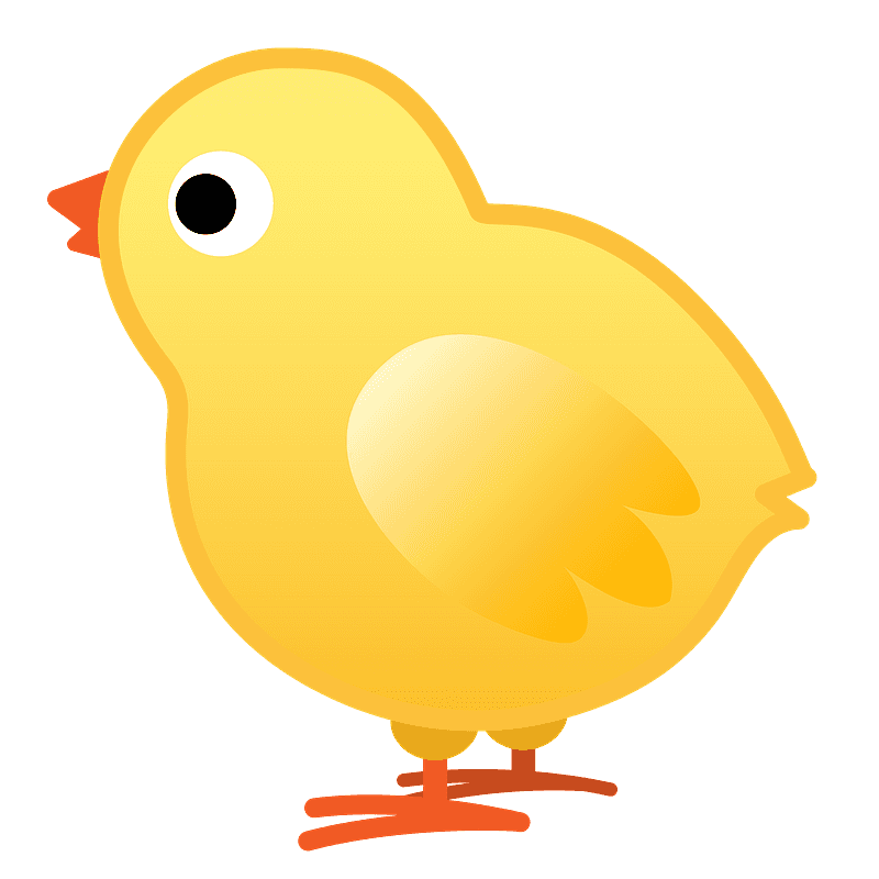小鸡