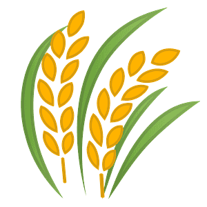 Sheaf of rice