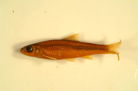 Notropis blennius