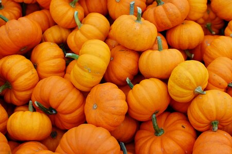 Vegetables orange halloween