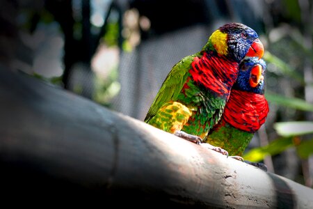 Parrots plumage animals