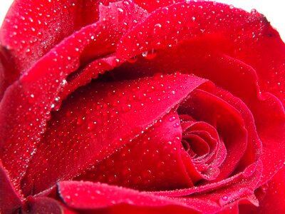Red petals flower