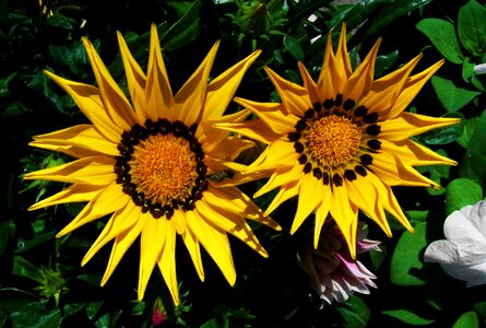 Insect spring flower garden