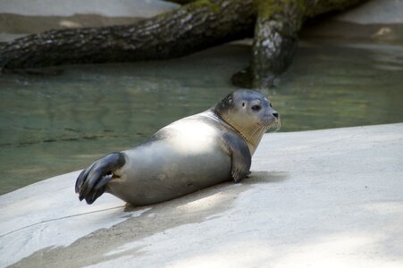 Relax rest mammal photo