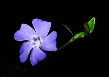 Bloom blue close up