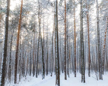 Forest snow winter