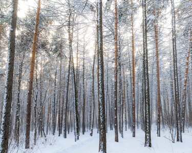 Forest snow winter photo