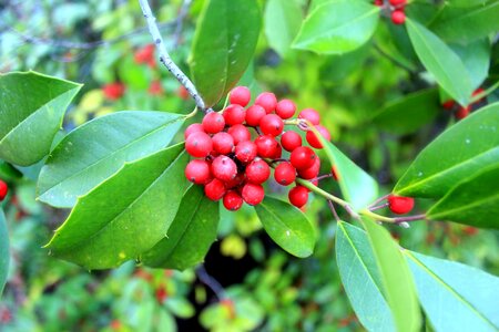 Berries branches dark green