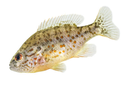 Orange spotted sunfish-1 photo