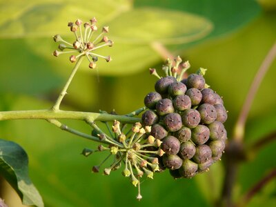 Ivy fruit fruits berries