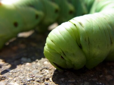 Agrius convolvuli insect animal photo