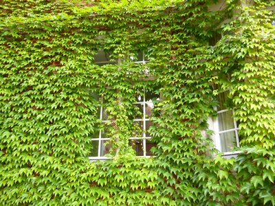 Vine window house photo