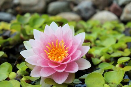 Aquatic beautiful beautiful flowers