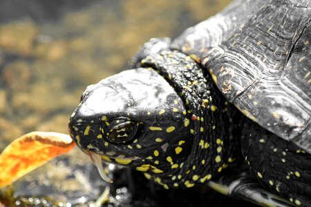 Reptile tortoise turtle photo