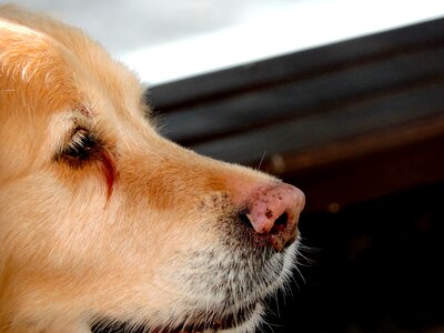 Fur pet retriever photo