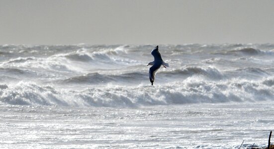 Beach wind storm photo