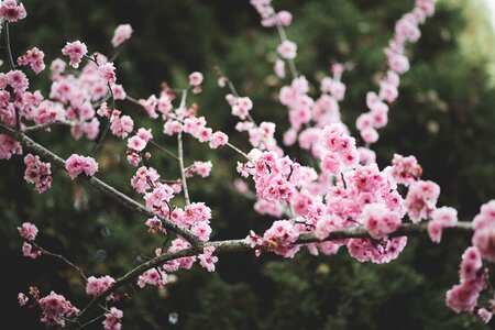 Flora flowers garden