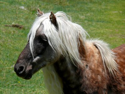Close up mammal horse