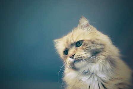 Adorable animal cat