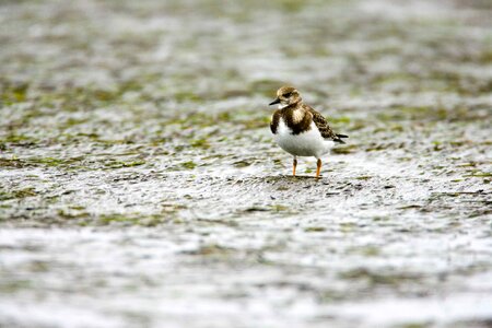 Arenaria Interpres bird juvenile