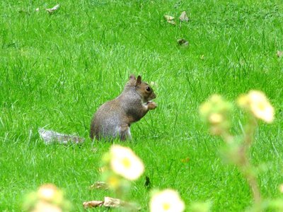 Wildlife grass green photo