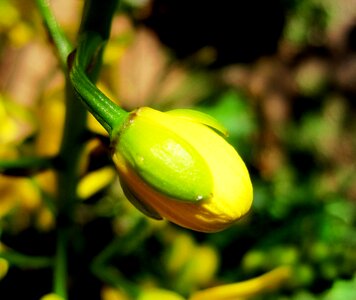 Wildflower floral plant