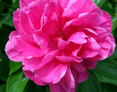 Beautiful beautiful flowers beautiful image