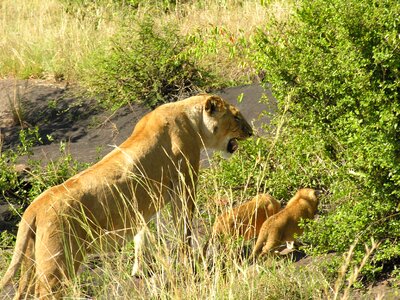 Africa family safari