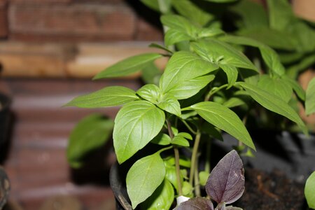 Leaf nature health