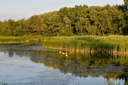Birds marshland swamp photo