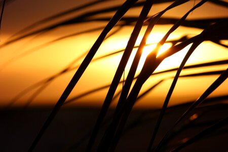 Cape verde sunset palm tree photo