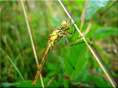 Close close up insect photo