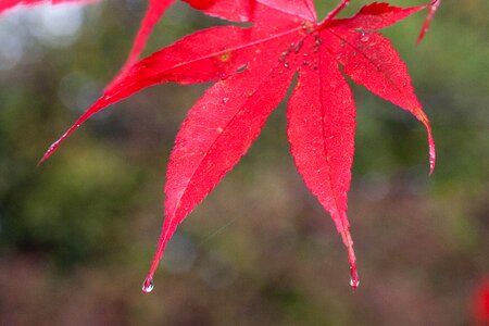 Color red japanese maple
