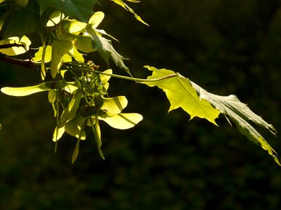 Tree green veins photo