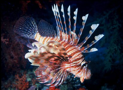 Ocean sea lionfish