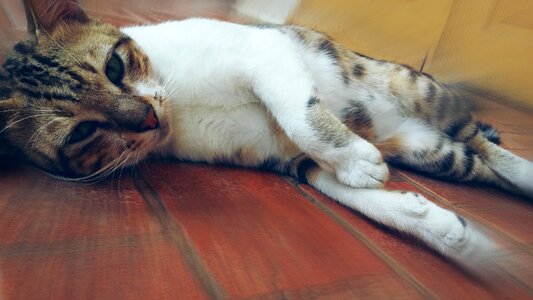 Cat lazy lying photo