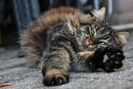 Cat dozing relaxed photo