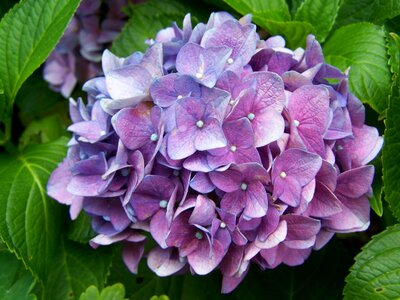 Bluish-purple hydrangea garden summer flower photo