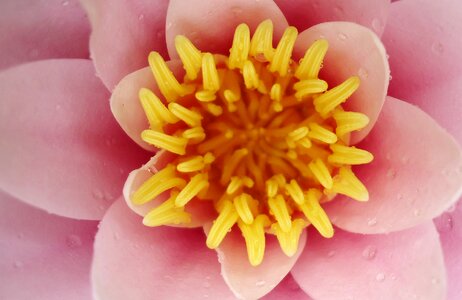 Blossom bloom nuphar lutea