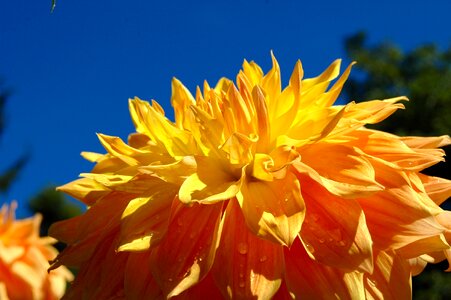 Orange spring floral