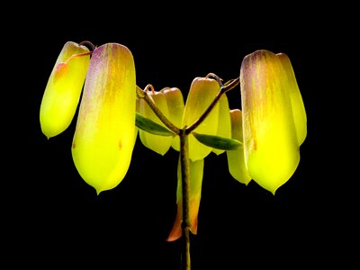 Bloom flower green yellow