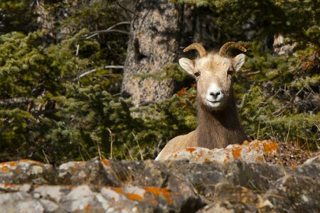 Animal wildlife mountain