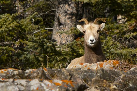 Animal wildlife mountain photo