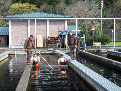 Removing Pre-smolts from Hatchery Raceways photo