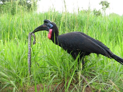 Safari wildlife animal