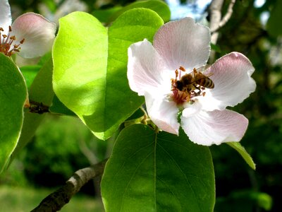 Flower apple tree nature photo