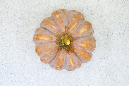 Pumpkin white agriculture